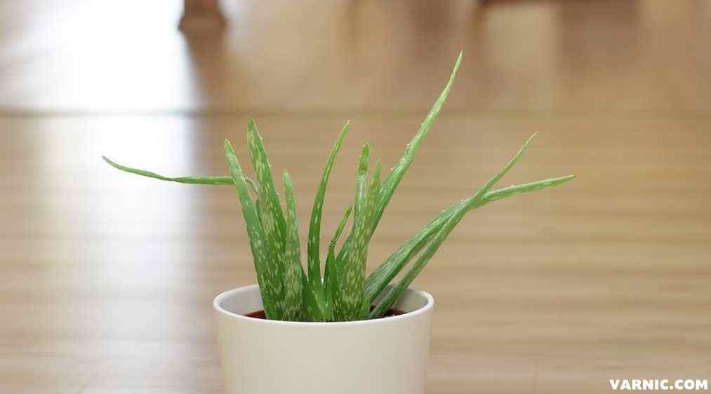 Aloe-Vera-and-its-uses