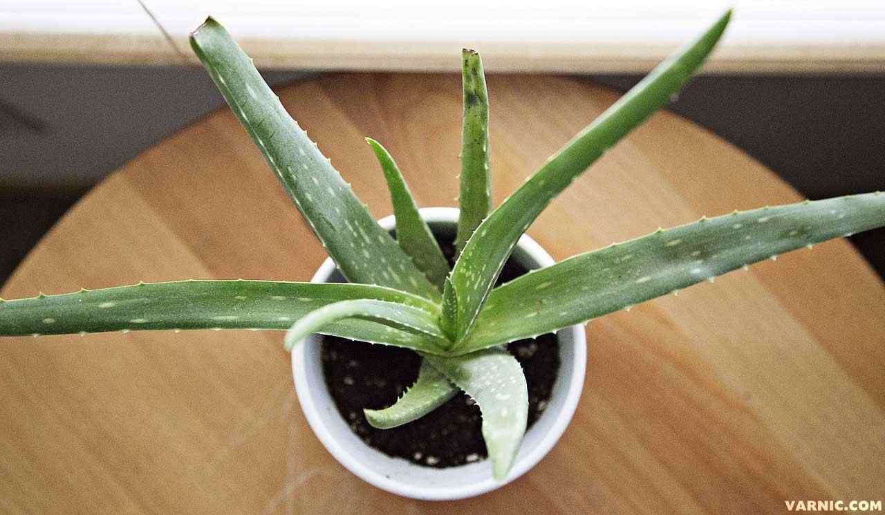 Aloe-Vera-plant-varnic